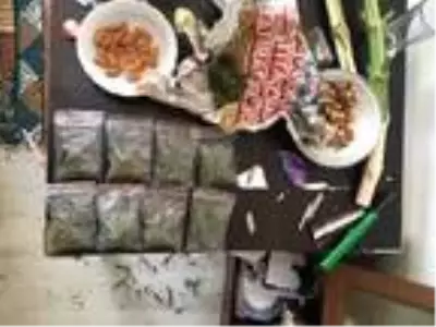 Bursa'da 283 kök Hint keneviri ele geçirildi Bursa'da 283 kök Hint keneviri ele geçirildi