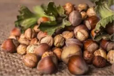 Düzce'den Haziran ayında bin 980 ton fındık ihraç edildi Düzce'den Haziran ayında bin 980 ton fındık ihraç edildi