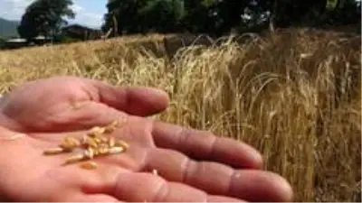 Eski heybede bulduğu tohumları ekti, gözlerine inanamadı Eski heybede bulduğu tohumları ekti, gözlerine inanamadı