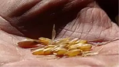Eski heybede bulduğu tohumları ekti, gözlerine inanamadı Eski heybede bulduğu tohumları ekti, gözlerine inanamadı