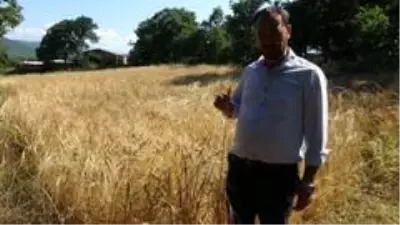 Eski heybede bulduğu tohumları ekti, gözlerine inanamadı Eski heybede bulduğu tohumları ekti, gözlerine inanamadı