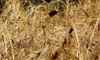 Eski heybede bulduğu tohumları ekti, gözlerine inanamadı Eski heybede bulduğu tohumları ekti, gözlerine inanamadı