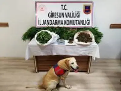 Son dakika haberleri... Giresun'da uyuşturucu madde ticareti yapan 2 kişi tutuklandı Son dakika haberleri... Giresun'da uyuşturucu madde ticareti yapan 2 kişi tutuklandı