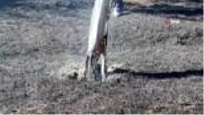 Gümüşhane'de yangın...Kuru otlar tutuşunca çok sayıda bahçe küle döndü Gümüşhane'de yangın...Kuru otlar tutuşunca çok sayıda bahçe küle döndü