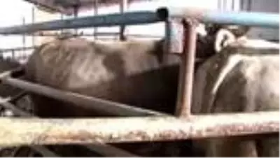 Hayat Ağacı Derneği 108 büyükbaş kurban kesti Hayat Ağacı Derneği 108 büyükbaş kurban kesti