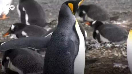 İnsan etkisi: Plastikle dolu penguen yuvaları İnsan etkisi: Plastikle dolu penguen yuvaları