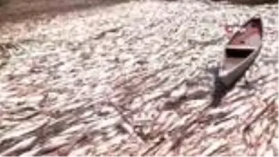 Korkutan görüntü! Irak'ta tonlarca balık telef oldu Korkutan görüntü! Irak'ta tonlarca balık telef oldu