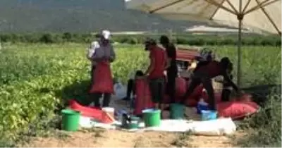 Isparta'nın Garip köyünde yılda 4 bin ton barbunya üretilip milli ekonomiye katkı sağlanıyor