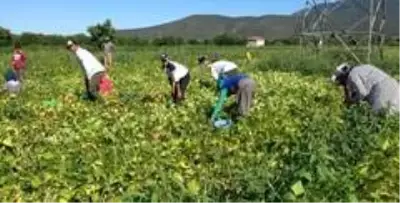Isparta'nın Garip köyünde yılda 4 bin ton barbunya üretilip milli ekonomiye katkı sağlanıyor