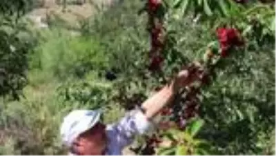 ISPARTA'DAN 20 ÜLKEYE KİRAZ İHRACATI ISPARTA'DAN 20 ÜLKEYE KİRAZ İHRACATI