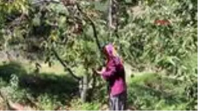 ISPARTA'DAN 20 ÜLKEYE KİRAZ İHRACATI ISPARTA'DAN 20 ÜLKEYE KİRAZ İHRACATI
