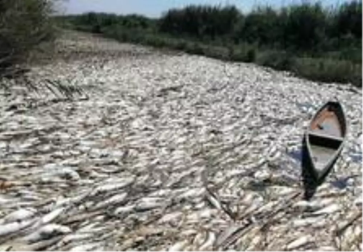 Korkutan görüntü! Irak'ta tonlarca balık telef oldu