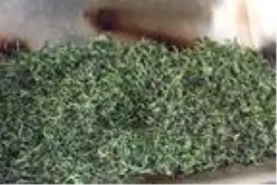 Kuru çay kalitesinde 4 kritere dikkat Kuru çay kalitesinde 4 kritere dikkat
