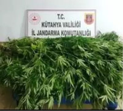 Kütahya'da serada 18 kök Hint keneviri ele geçirildi Kütahya'da serada 18 kök Hint keneviri ele geçirildi