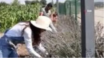 Nilüfer'de üretici lavanta üretimine teşvik ediliyor Nilüfer'de üretici lavanta üretimine teşvik ediliyor