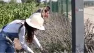 Nilüfer'de üretici lavanta üretimine teşvik ediliyor Nilüfer'de üretici lavanta üretimine teşvik ediliyor