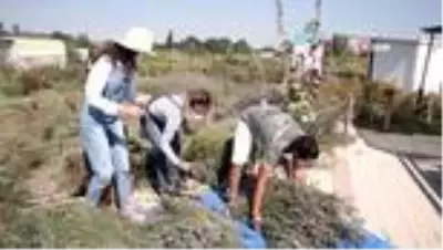 Nilüfer'de üretici lavanta üretimine teşvik ediliyor Nilüfer'de üretici lavanta üretimine teşvik ediliyor