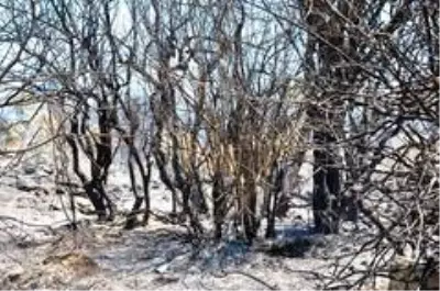 Orman yangınında evi küle döndü, gözyaşlarını tutamadı Orman yangınında evi küle döndü, gözyaşlarını tutamadı