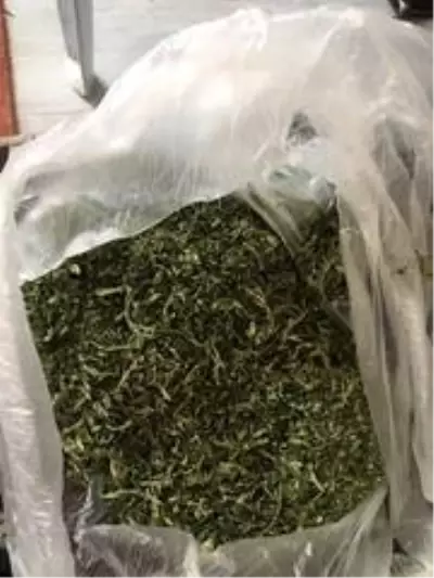 Polis 283 kök hint keneviri ele geçirdi Polis 283 kök hint keneviri ele geçirdi