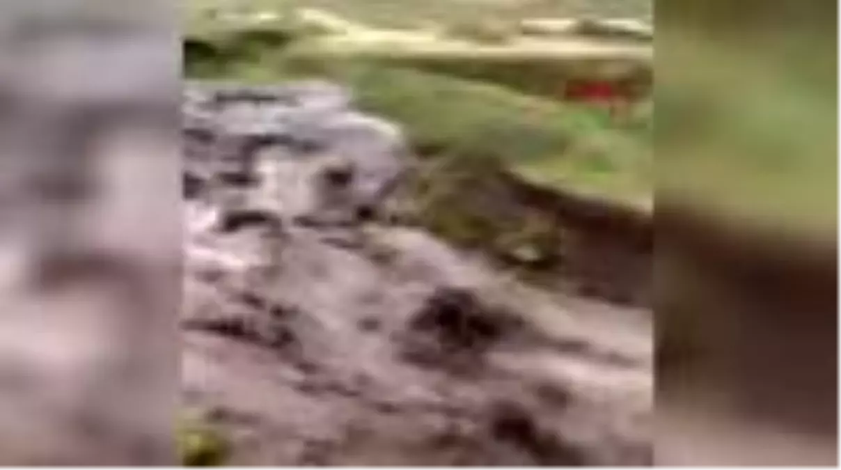 Sele kapılan buzağı cep telefonuyla görüntülendi