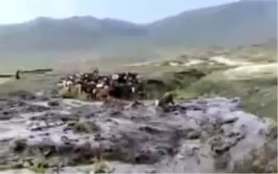 Sele kapılan dananın sürüklenme anı kameralara yansıdı Sele kapılan dananın sürüklenme anı kameralara yansıdı