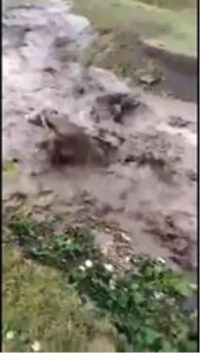 Sele kapılan dananın sürüklenme anı kameralara yansıdı Sele kapılan dananın sürüklenme anı kameralara yansıdı