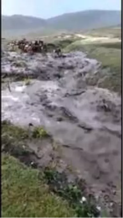 Sele kapılan dananın sürüklenme anı kameralara yansıdı Sele kapılan dananın sürüklenme anı kameralara yansıdı