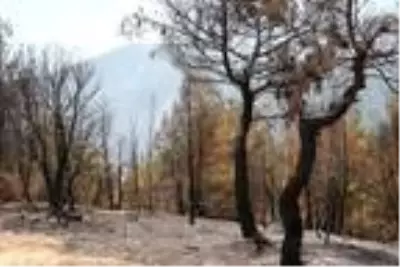 Sinop'taki orman yangını 'ateş kuşu'nun desteğiyle kontrol altında (2) Sinop'taki orman yangını 'ateş kuşu'nun desteğiyle kontrol altında (2)