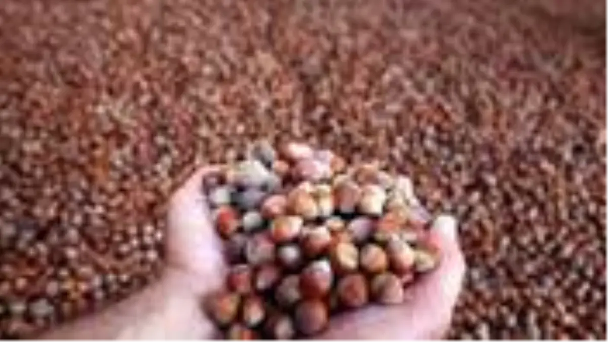 Türkiye, 2019-2020 sezonunda fındıktan 2,2 milyar dolar kazandı