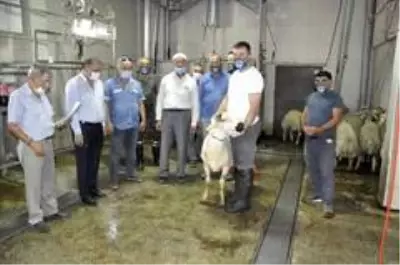 681 aileye kurban eti yardımı yapıldı