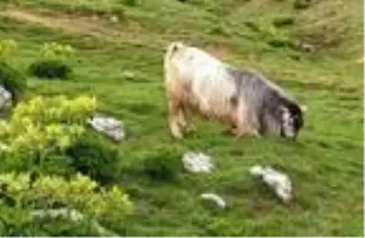 Ahırın kapısını kırıp dağa kaçan kurbanlık keçi, 5 gün sonra otlanırken bulundu Ahırın kapısını kırıp dağa kaçan kurbanlık keçi, 5 gün sonra otlanırken bulundu