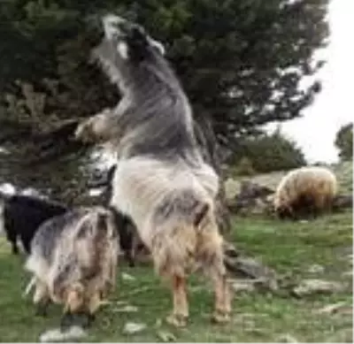Ahırın kapısını kırıp dağa kaçan kurbanlık keçi, 5 gün sonra otlanırken bulundu Ahırın kapısını kırıp dağa kaçan kurbanlık keçi, 5 gün sonra otlanırken bulundu