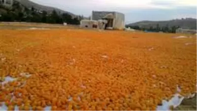 Kayısının başkenti Malatya'da hasat sona eriyor Kayısının başkenti Malatya'da hasat sona eriyor