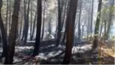 Aydos Ormanı'nda çıkan yangın söndürüldü Aydos Ormanı'nda çıkan yangın söndürüldü