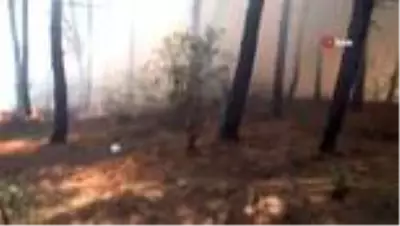 - Aydos Ormanında çıkan yangınla ilgili bir kişi gözaltına alındı - Aydos Ormanında çıkan yangınla ilgili bir kişi gözaltına alındı