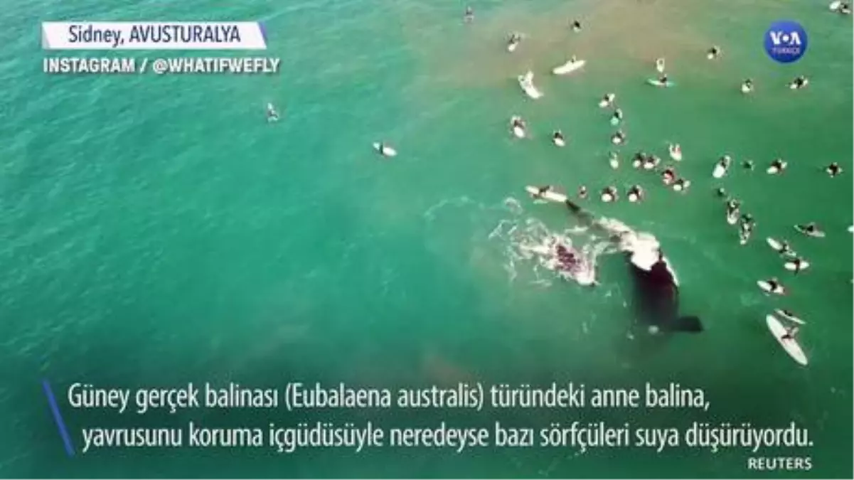 Balinalar Sörfçüleri Neredeyse Suya Düşürüyordu
