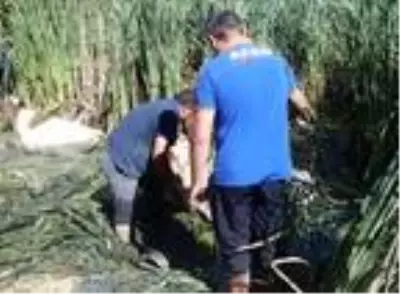 Bataklığa saplanan inekleri AFAD kurtardı Bataklığa saplanan inekleri AFAD kurtardı