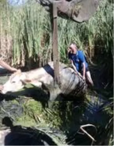 Bataklığa saplanan inekleri AFAD kurtardı Bataklığa saplanan inekleri AFAD kurtardı