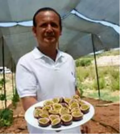 Çarkıfelek meyvesine ilgi artıyor Çarkıfelek meyvesine ilgi artıyor