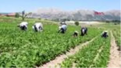 FASULYE TARLASINDA İŞÇİLERİN ZORLU MESAİSİ FASULYE TARLASINDA İŞÇİLERİN ZORLU MESAİSİ