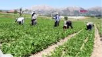 FASULYE TARLASINDA İŞÇİLERİN ZORLU MESAİSİ FASULYE TARLASINDA İŞÇİLERİN ZORLU MESAİSİ