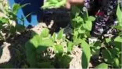 FASULYE TARLASINDA İŞÇİLERİN ZORLU MESAİSİ FASULYE TARLASINDA İŞÇİLERİN ZORLU MESAİSİ