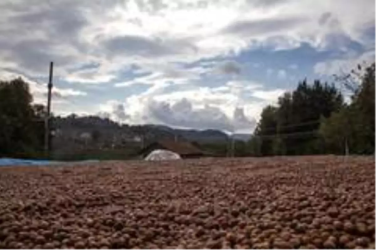 Fındığı yerden toplama ürün kalitesini yükseltiyor