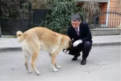 Gölbaşı Belediyesinden engelli sokak hayvanlarına yaşam desteği Gölbaşı Belediyesinden engelli sokak hayvanlarına yaşam desteği