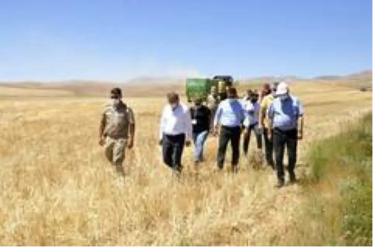 Gürün'de buğday hasadı başladı