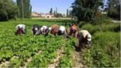 İlk hasadı yapılan fasulyenin satış fiyatı üreticisini memnun etmedi- Şuhut'ta fasulye hasadı... İlk hasadı yapılan fasulyenin satış fiyatı üreticisini memnun etmedi- Şuhut'ta fasulye hasadı...
