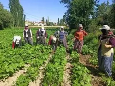 Afyonkarahisar'da ilk hasadı yapılan fasulyenin satış fiyatı üreticisini memnun etmedi Afyonkarahisar'da ilk hasadı yapılan fasulyenin satış fiyatı üreticisini memnun etmedi
