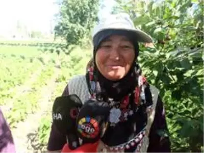 Afyonkarahisar'da ilk hasadı yapılan fasulyenin satış fiyatı üreticisini memnun etmedi Afyonkarahisar'da ilk hasadı yapılan fasulyenin satış fiyatı üreticisini memnun etmedi