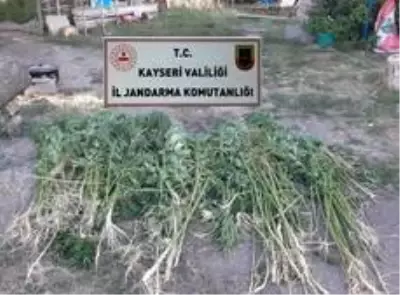 Kayseri'de 236 kök kenevir bitkisi ele geçirildi Kayseri'de 236 kök kenevir bitkisi ele geçirildi