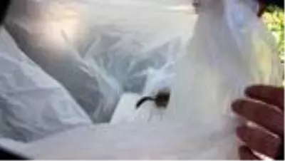 Kedilerin elinden kurtarılan ağaç yediuyuru doğal ortamına bırakıldı Kedilerin elinden kurtarılan ağaç yediuyuru doğal ortamına bırakıldı